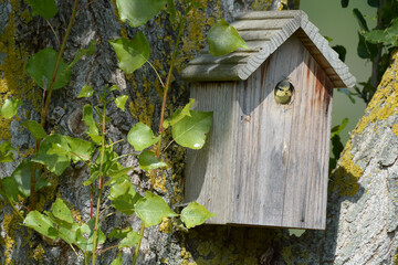 Oiseau dans le nichoir