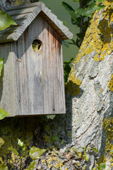 Oiseau dans le nichoir