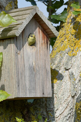 Oiseau dans le nichoir