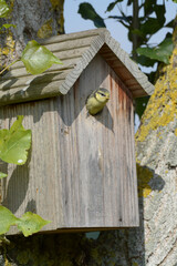 Oiseau dans le nichoir