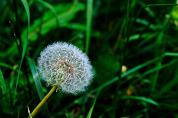 White fluffy dandelion (Taraxacum officinale) in a meadow with green grass background.