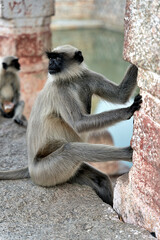 Monkeys in Freedom at the Heart of History