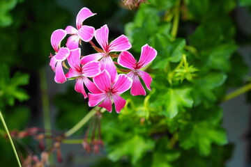 アイビーぺラルゴニウム