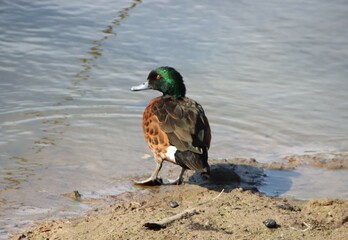 Chestnut Teal (Anas castanea), Casey Fields, Cranbourne East, Melbourne, Victoria, Australia.