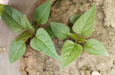 New pink mirabilis jalapa flower plant photo