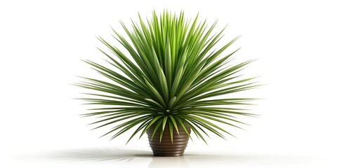 Obraz premium Elegant Yucca plant silhouette on a white backdrop, representing garden beauty and nature, perfect for enhancing home decor and design projects. A stylish addition for any space.