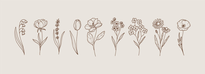 Line art garden flowers. Lily of the valley, peony, lavender, tulip, magnolia, forget-me-not, dogwood, chamomile, poppy © Maria