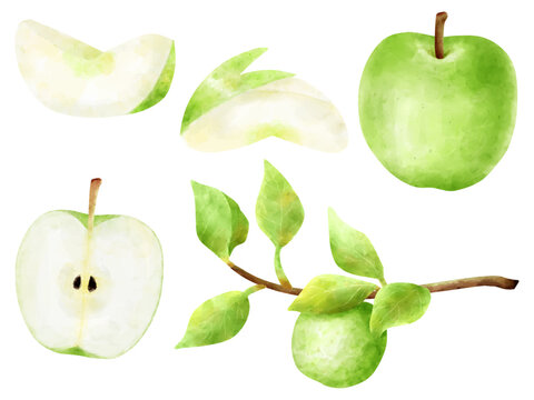 青りんご Images – Browse 2,306 Stock Photos, Vectors, and Video
