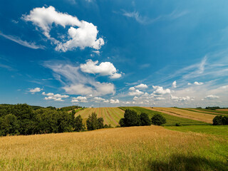 The photo captures a scenic landscape of golden fields and rolling hills, with trees scattered along the horizon. The sky above is bright blue, filled with white clouds, creating a peaceful and expans