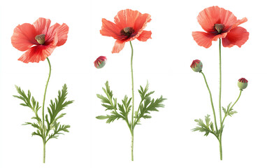 Fototapeta premium Three poppy flowers in various stages of bloom, from bud to full bloom, isolated on a white background.