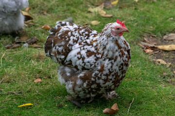 Nancy, France - October 3rd 2024 : View on a female Pekin Bantam in a henhouse in a park in the city of Nancy.