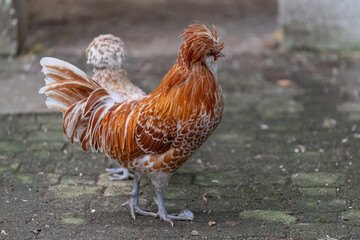 Nancy, France - October 1st 2024 : View on a male Padovana chicken in a henhouse in a park in the city of Nancy.