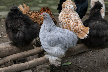 Nancy, France - October 1st 2024 : View on a female Pekin Bantam in a henhouse in a park in the city of Nancy. © Alexandre Prevot