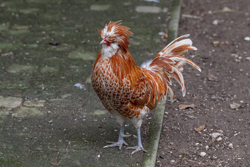 Nancy, France - October 1st 2024 : View on a male Padovana chicken in a henhouse in a park in the city of Nancy.