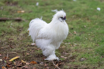 Nancy, France - October 1st 2024 : View on a male Silkie in a henhouse in a park in the city of Nancy.