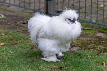 Nancy, France - October 1st 2024 : View on a male Silkie in a henhouse in a park in the city of Nancy.