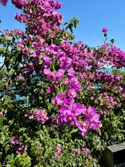 Fototapeta premium An amazing living decoration of a residential building or an ancient building with hanging bougainvillea flowers will not leave any ordinary passerby indifferent.