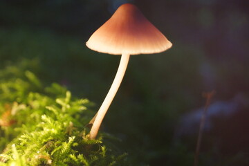 Pilze verschiedenste Sorten im Herbstwald bei Eberbach im Odenwald