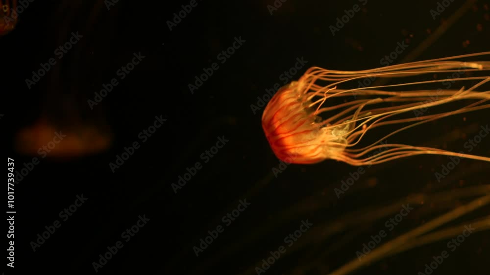 Poster a vibrant orange jellyfish floating in the dark water, its thin, flowing tentacles trailing graceful