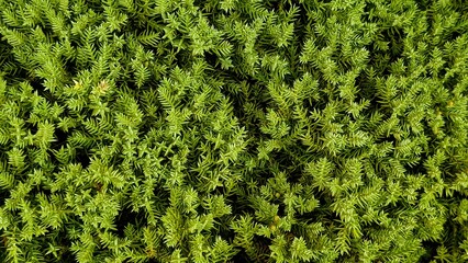 green juniper grass background