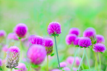 Purple Globe Amaranth Flowers with Natural Blurry Background