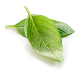 fresh green basil leaf
