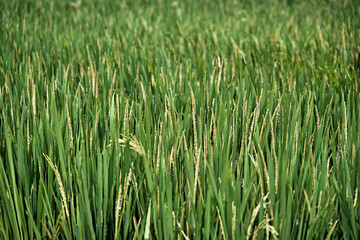 Ruins and nature: harmony in Hampi