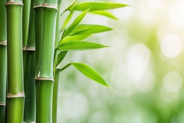 Fresh bamboo stalks tower gracefully, displaying vibrant green leaves in a serene natural setting
