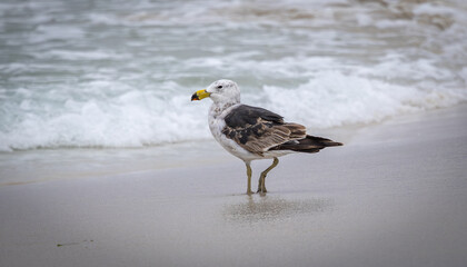 A juvenile Pacific Gull (Larus pacificus) around two years old.