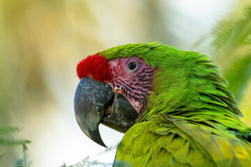 Close-up portrait of great green macaw (Ara ambiguus), also known as Buffon's macaw or the great military macaw from Costa Rica