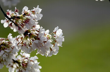 桜