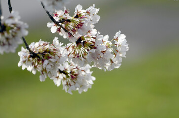 桜