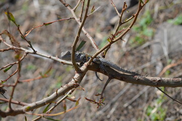 lizard on a branch