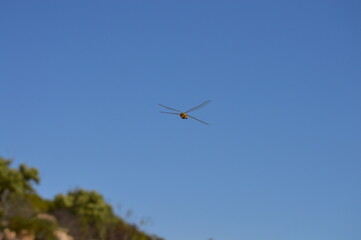 Dragonfly in flight