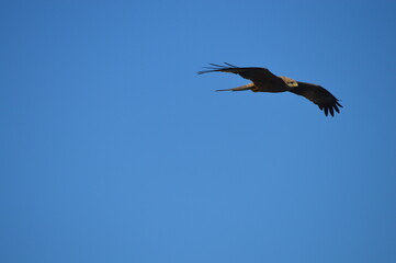 eagle in flight