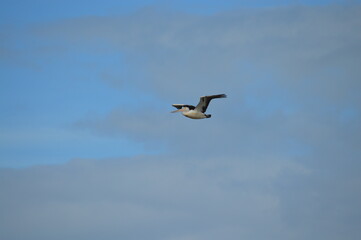 pelican in flight