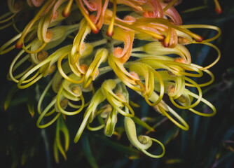 A close-up image of a yellow grevillea flower, also known as a Spider plant.