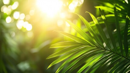 Obraz premium Sun shining through palm leaves in a lush green tropical forest.