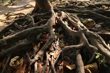 Closed up big tree roots