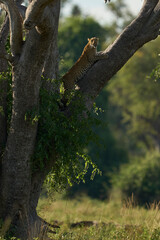 Leopard (Panthera pardus) climbing a tree in South Luangwa National Park, Zambia