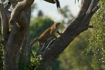 Leopard (Panthera pardus) climbing a tree in South Luangwa National Park, Zambia