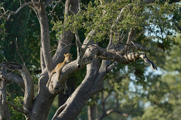 Leopard (Panthera pardus) resting in a tree in South Luangwa National Park, Zambia