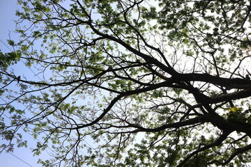 Background, tranquil Forest Foliage with Lush Green Leaves and Flowers