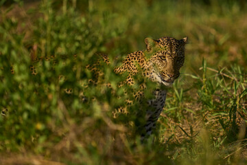 Leopard (Panthera pardus) in lush green grass during the emerald season in South Luangwa National...