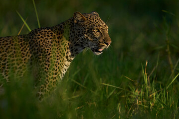 Leopard (Panthera pardus) in lush green grass during the emerald season in South Luangwa National...