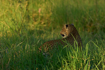 Leopard (Panthera pardus) in lush green grass during the emerald season in South Luangwa National...