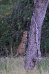 Leopard (Panthera pardus) climbing a tree in South Luangwa National Park, Zambia