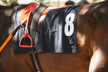 Race horse with jockey detail. Purebred in the hippodrome. Turf