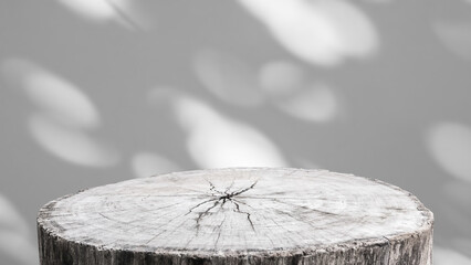 Tree stump with tree shadow drop on white wall background for mockup product display
