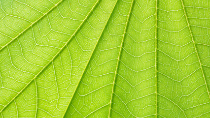 Natural plant green leaf texture surface background